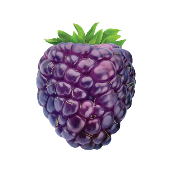 Polar Frost Black Raspberry Sparkling Water